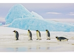 Glassbilde PENGUINS 120x80