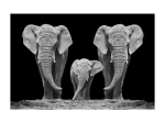 Glassbilde ELEPHANT FAMILY 120x80