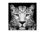 Glassbilde PANTHER 80x80