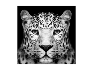 Glassbilde PANTHER 80x80