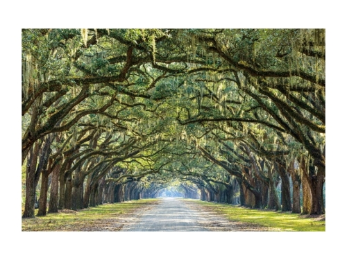 TREES I 120x80.jpg